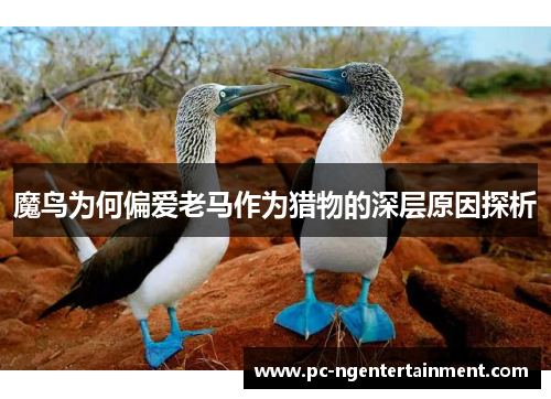 魔鸟为何偏爱老马作为猎物的深层原因探析